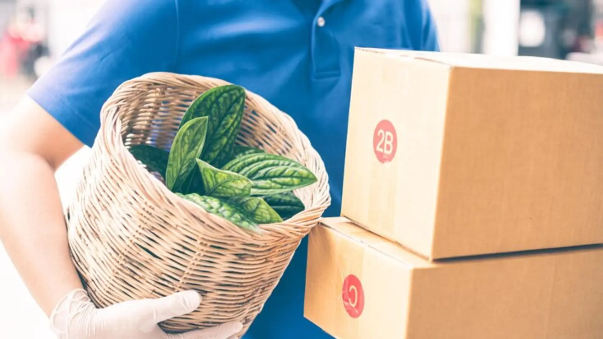 Streamlining Shipping for Growers: How Mail it Direct Enhances Delivery Efficiency
