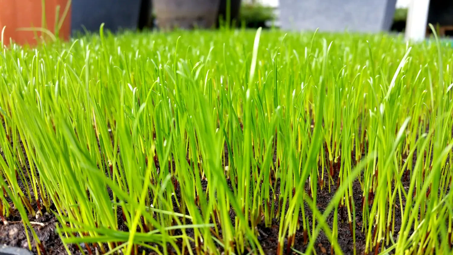 The complete guide to bermuda grass seed: Tips for a hardy, low-maintenance lawn