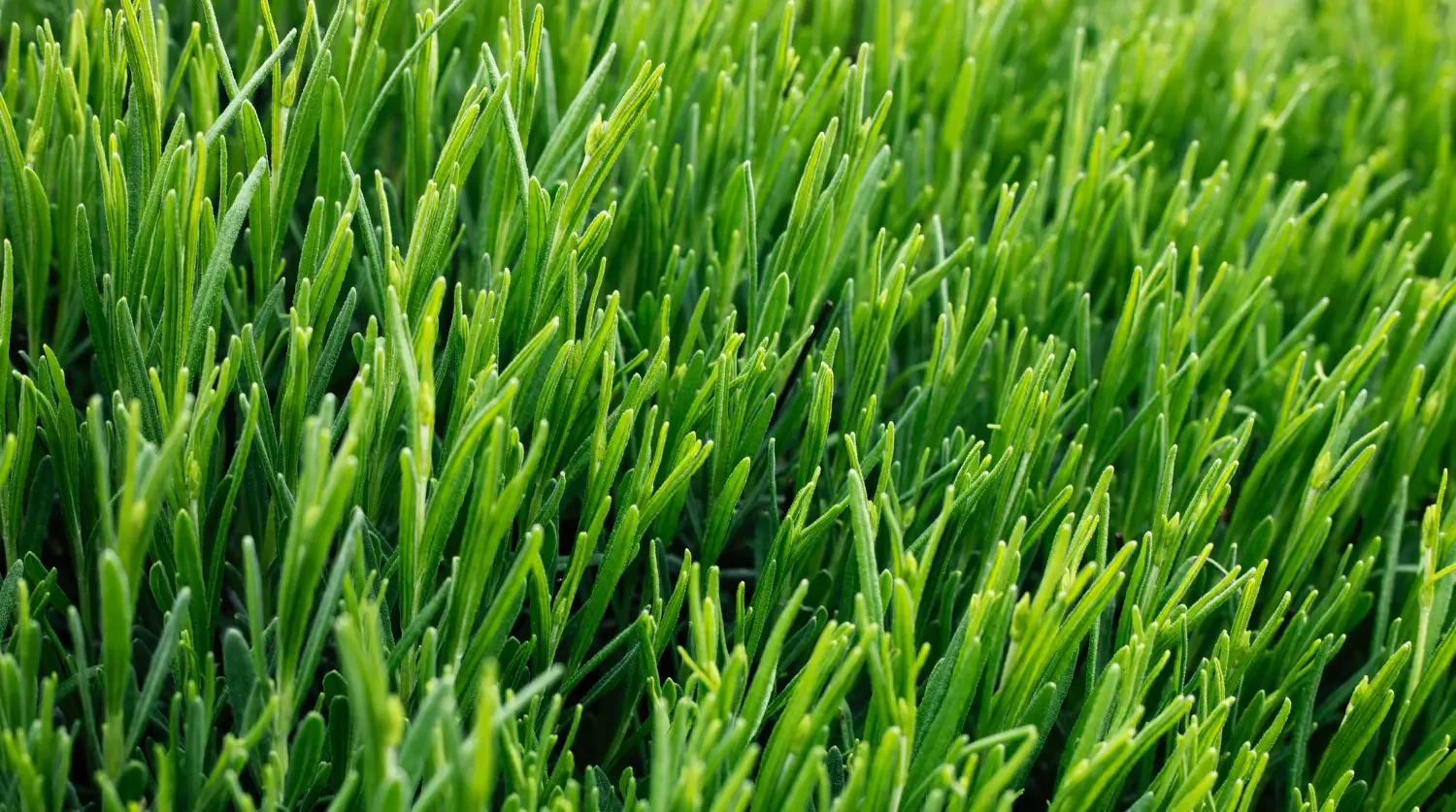 Creeping bentgrass seed: Perfecting your lawn and golf greens