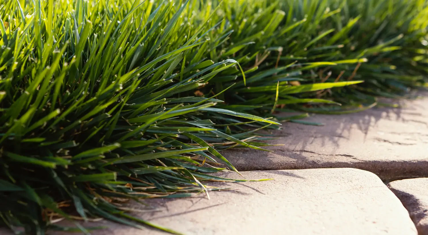 Tall fescue grass seed: A resilient choice for diverse landscapes