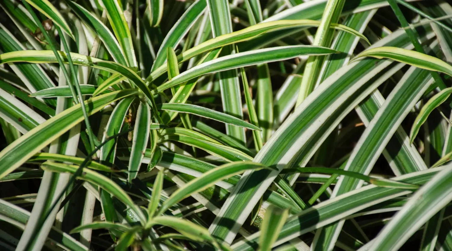 Bahia grass seed: A low-maintenance option for tough soil conditions