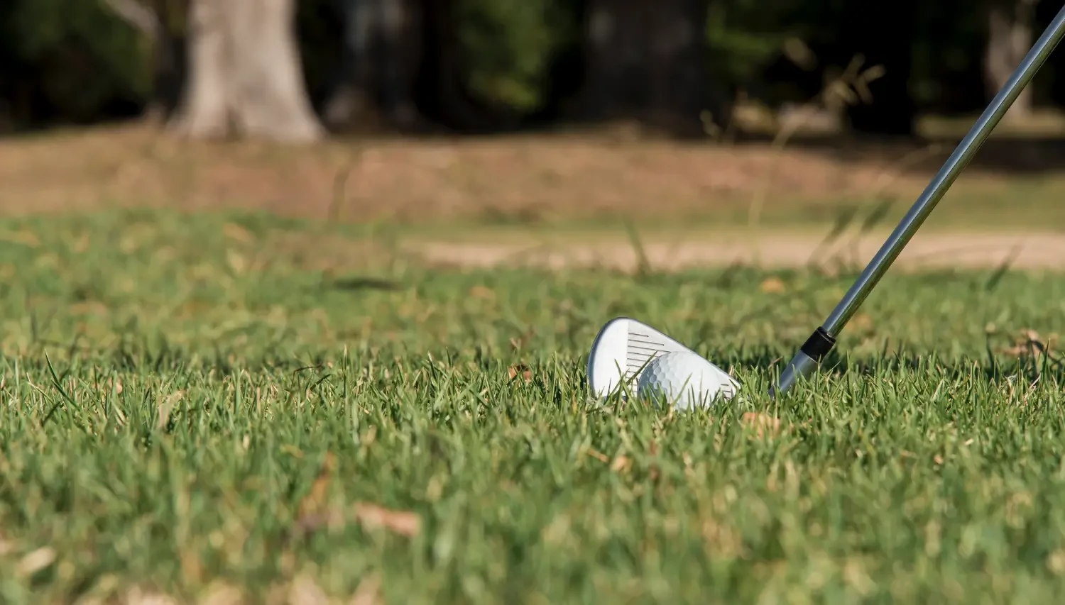 Bentgrass care and seeding tips for a high-quality turf lawn