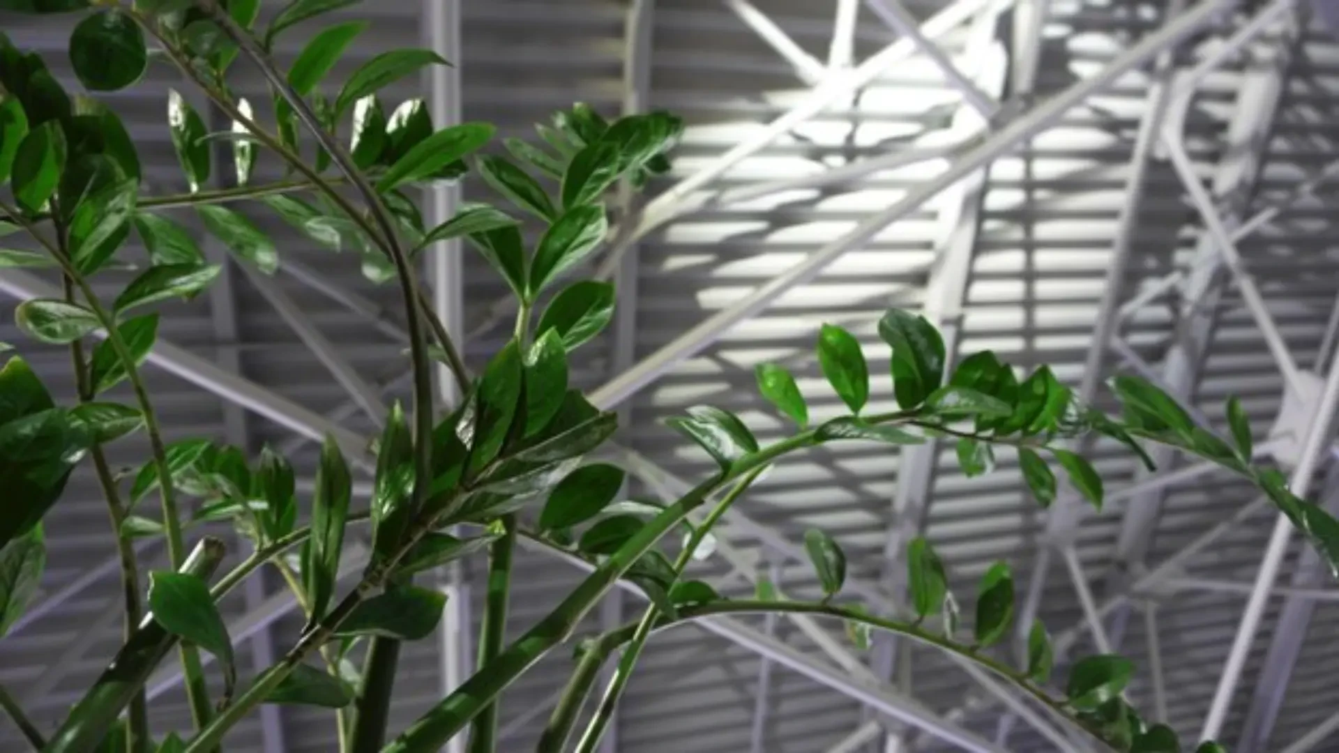 Optimal Airflow for Indoor Growing: Ke-Greenduct and Badgerland Ventilation Solutions