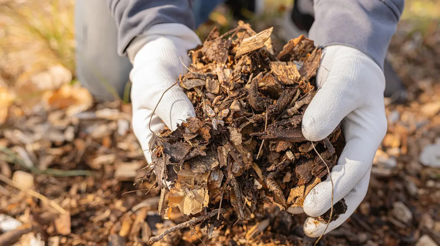 Mulching 101: Benefits and techniques for healthier gardens