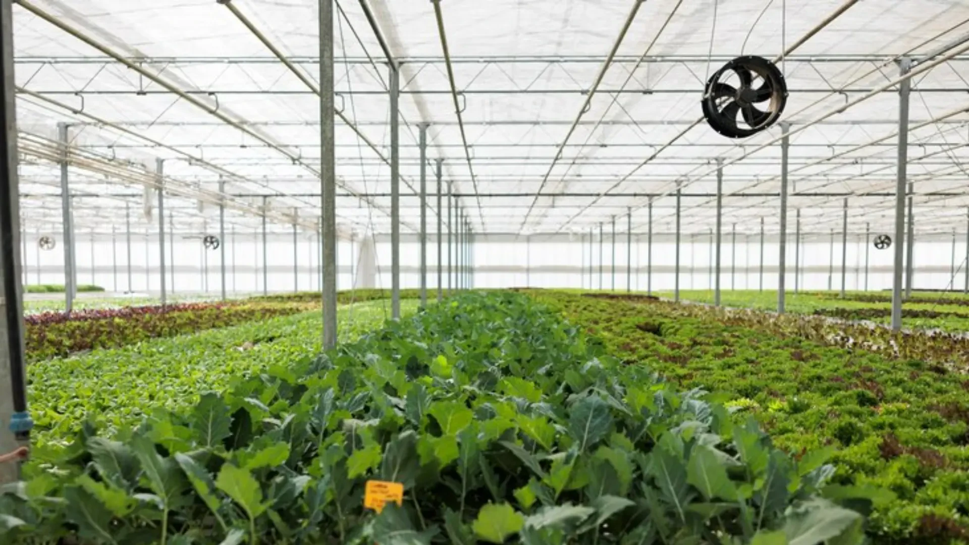 Clean Air Solutions for Growers: Airganics, Summit Research, and Clear the Air