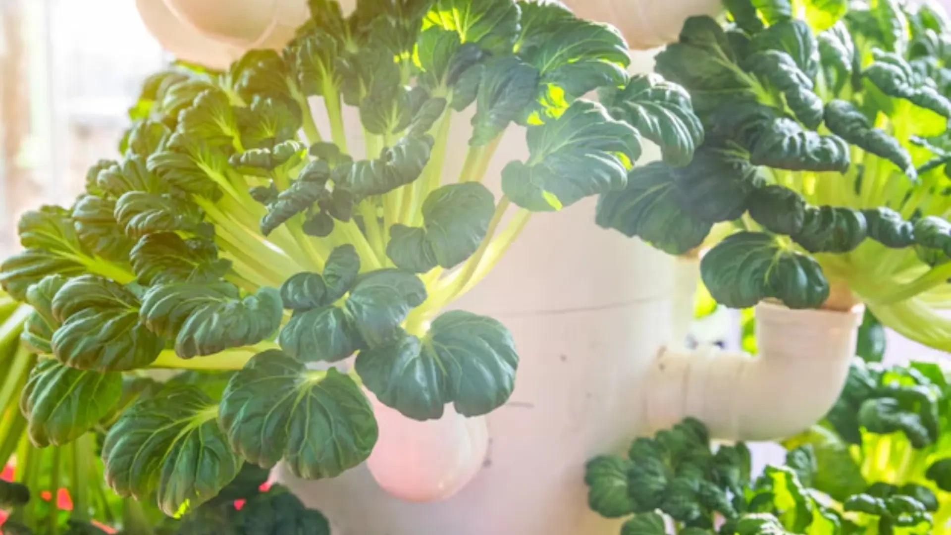 Maximizing Efficiency in Indoor Growing: Horizon Lift, Mo's Indoor Lighting, and Aelius LED