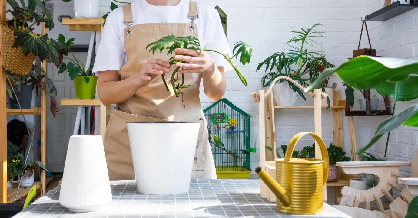 Indoor garden kits for easy, year-round growing