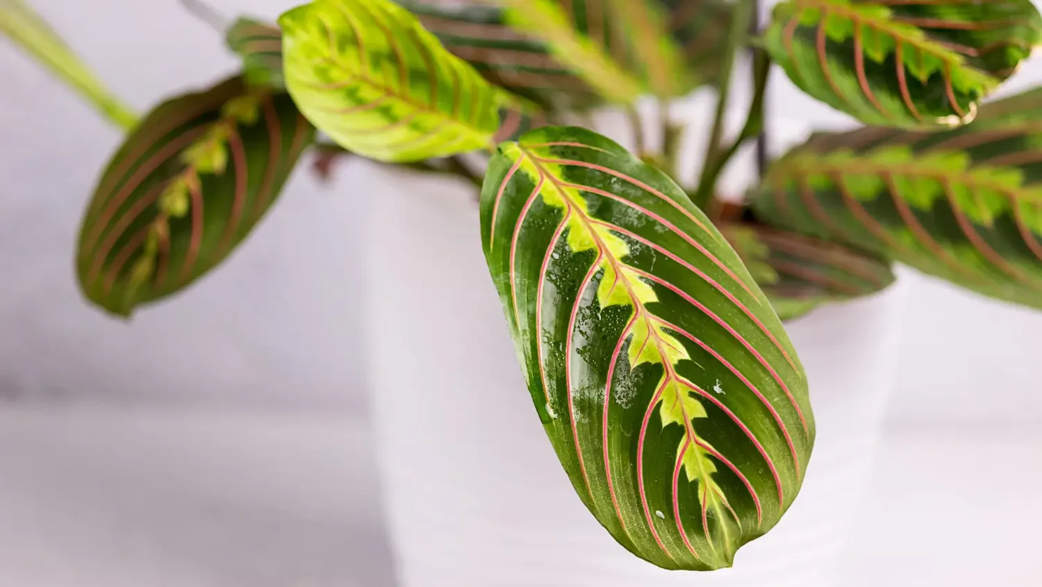 Prayer plant care guide: How to grow and keep them thriving