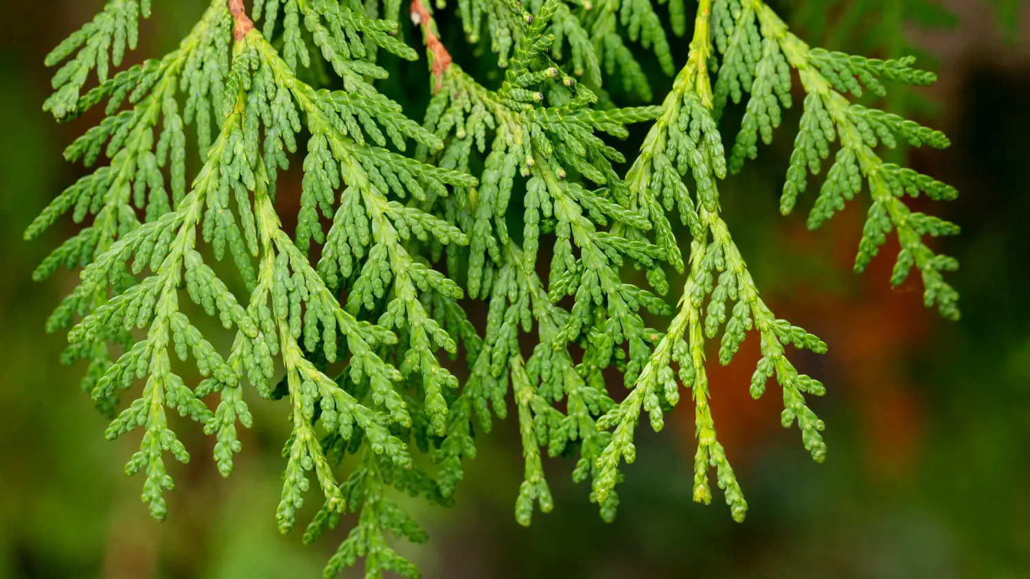 Arborvitae: The perfect tree for privacy and style
