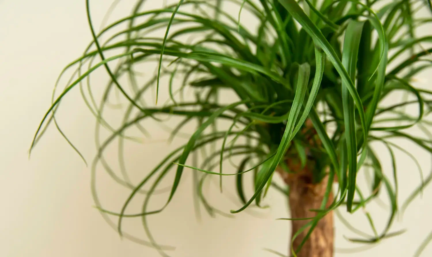 Ponytail palm care: A low-maintenance indoor delight