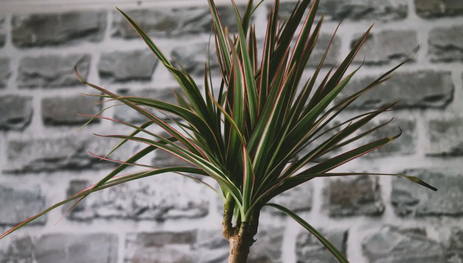 Yucca plant care: Grow this bold, low-maintenance plant