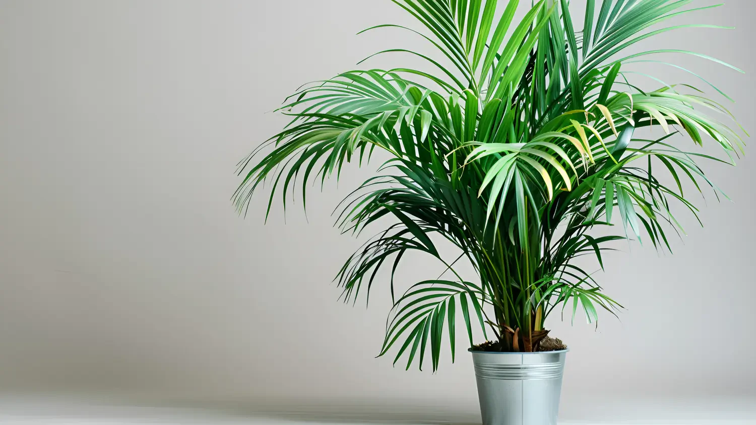 Majesty palm care: Tropical elegance for any space