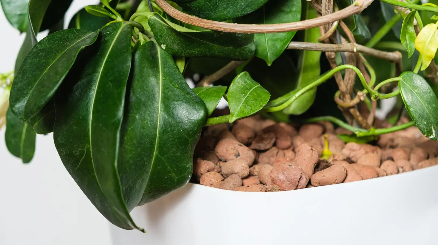Hoya plant care guide: Cultivating wax flowers at home