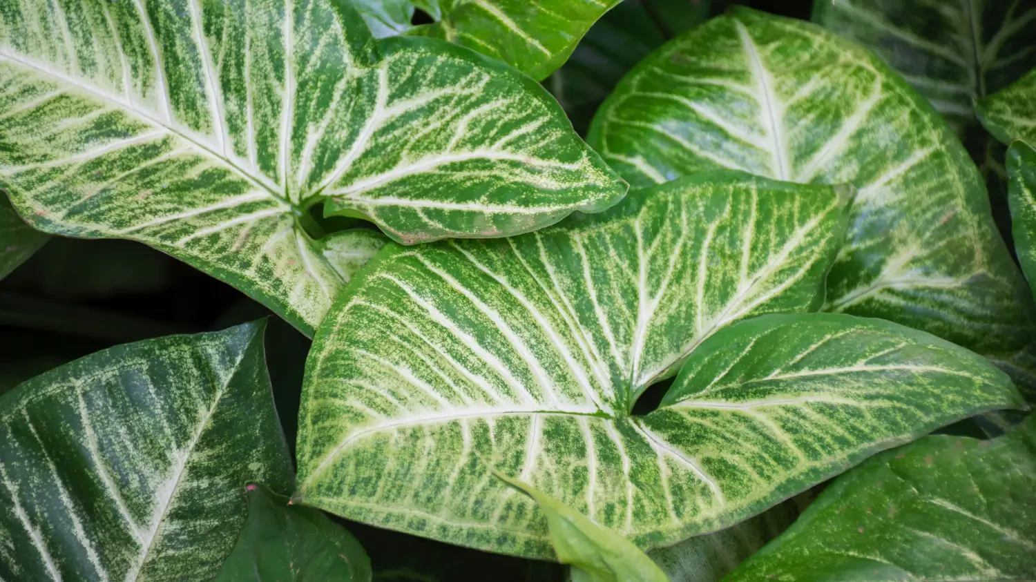 Arrowhead plant care: Tips for a thriving indoor vine
