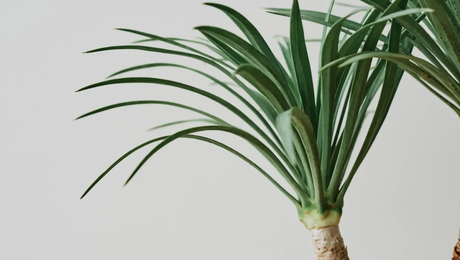 Dracaena fragrans care: How to grow this fragrant houseplant