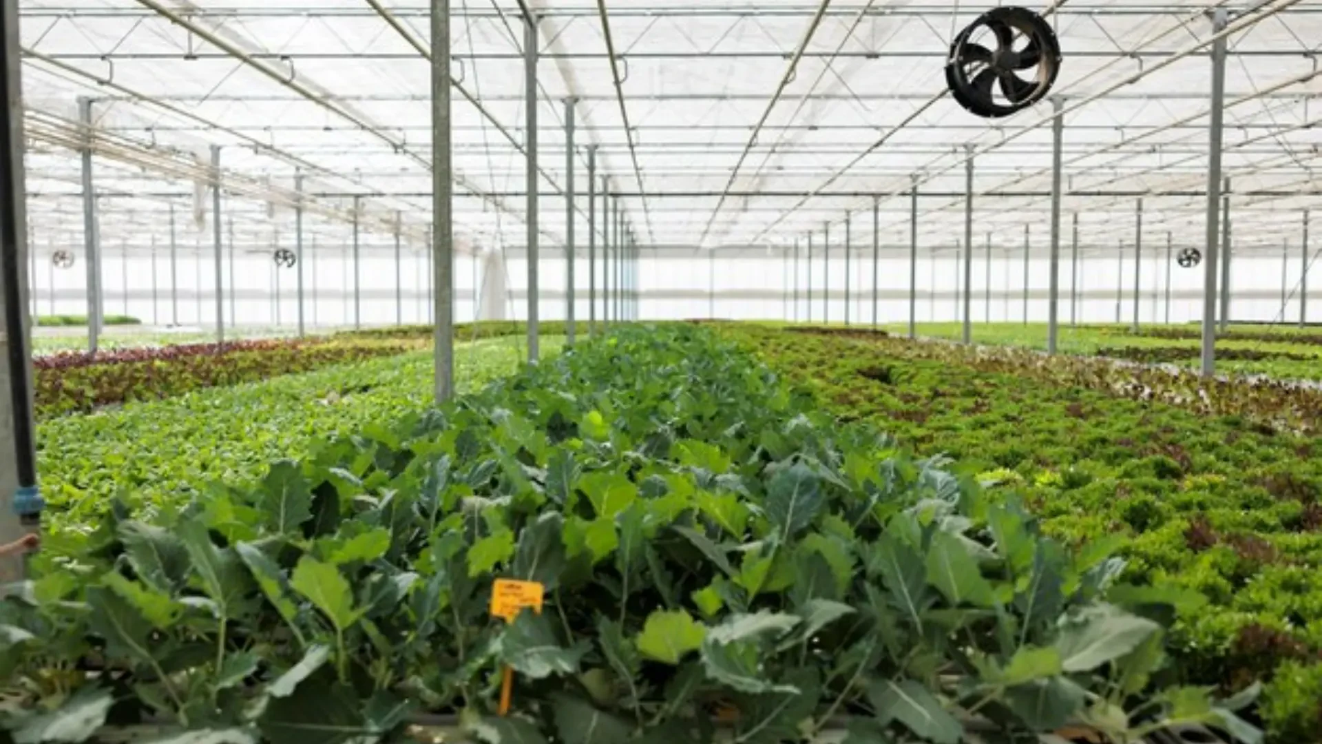 Advanced Ventilation Solutions for Agriculture: Prihoda North America, Ke-Green Ducts, and CanopyFlo