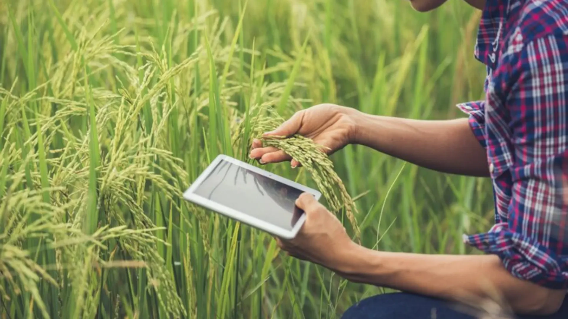 Building Better Yields for Agriculture: Hortomallas, Edrich Lumber, and Nutes Nutrients