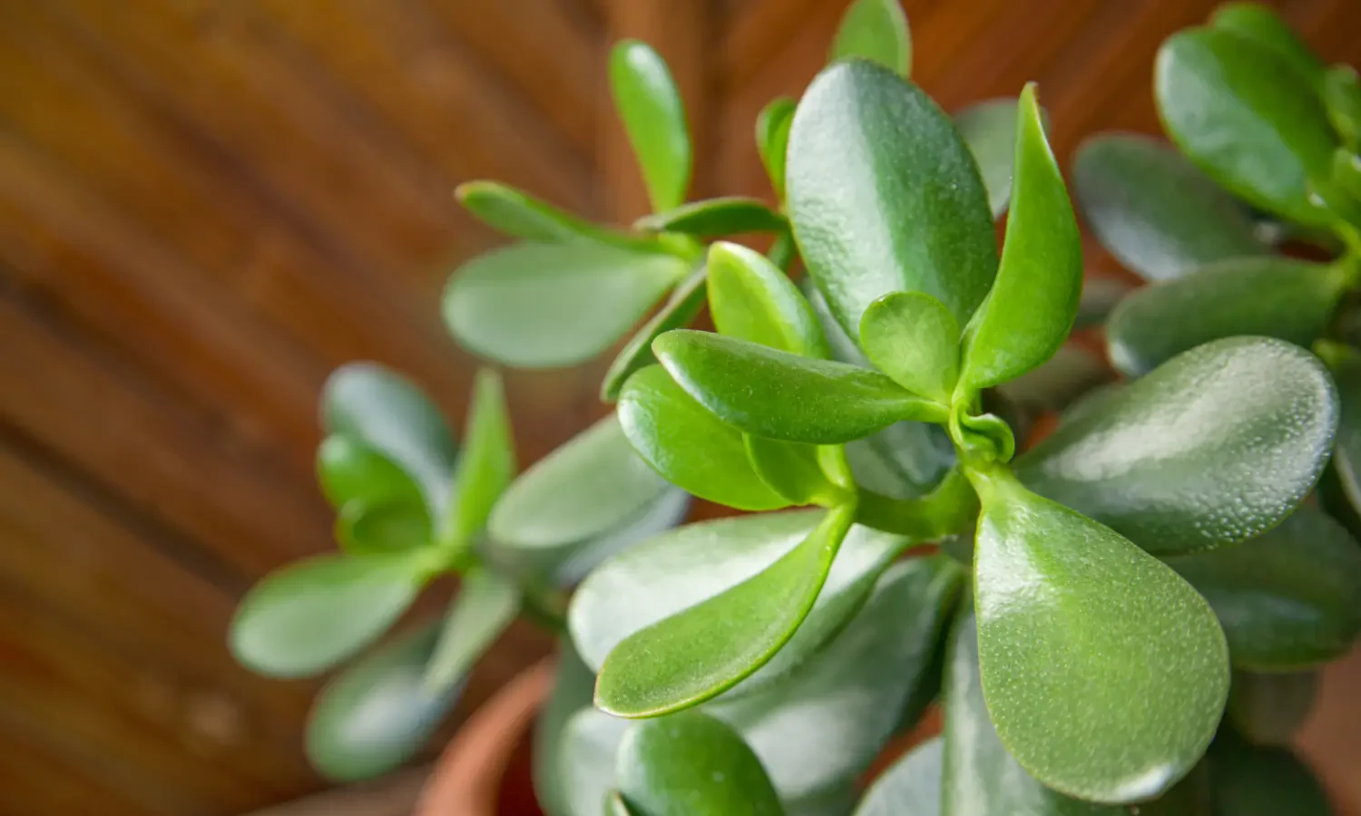Peperomia obtusifolia care: A guide to the radiator plant