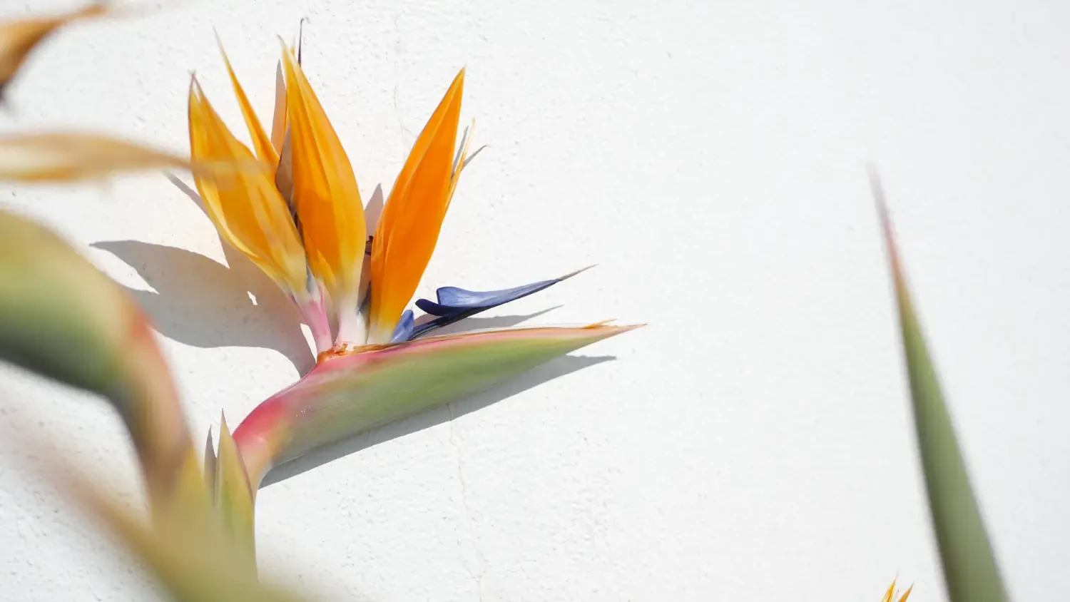 White bird of paradise care: Tropical elegance for your space