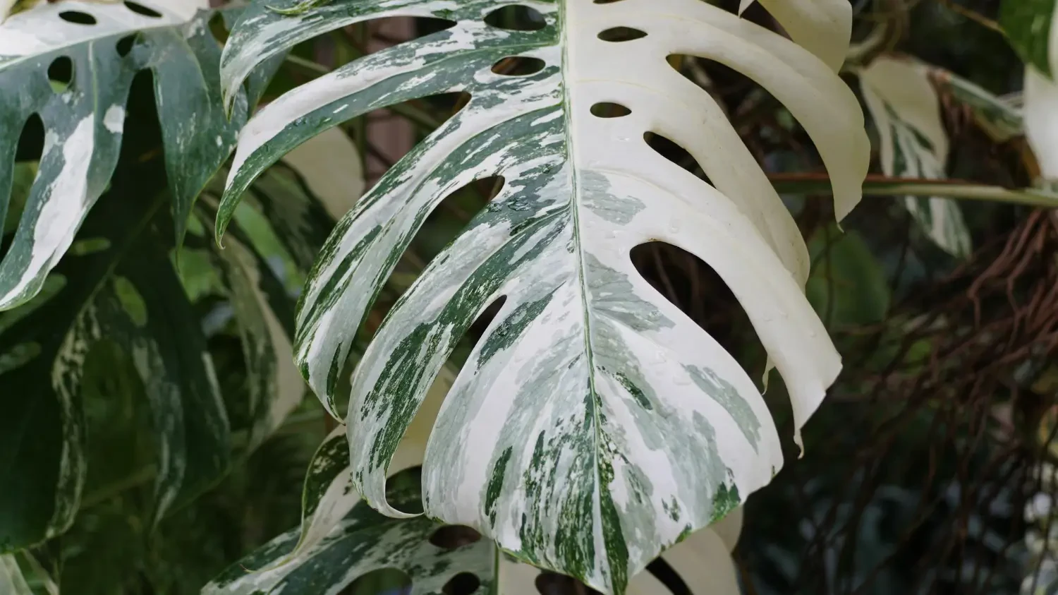 Monstera thai constellation care guide: A rare beauty