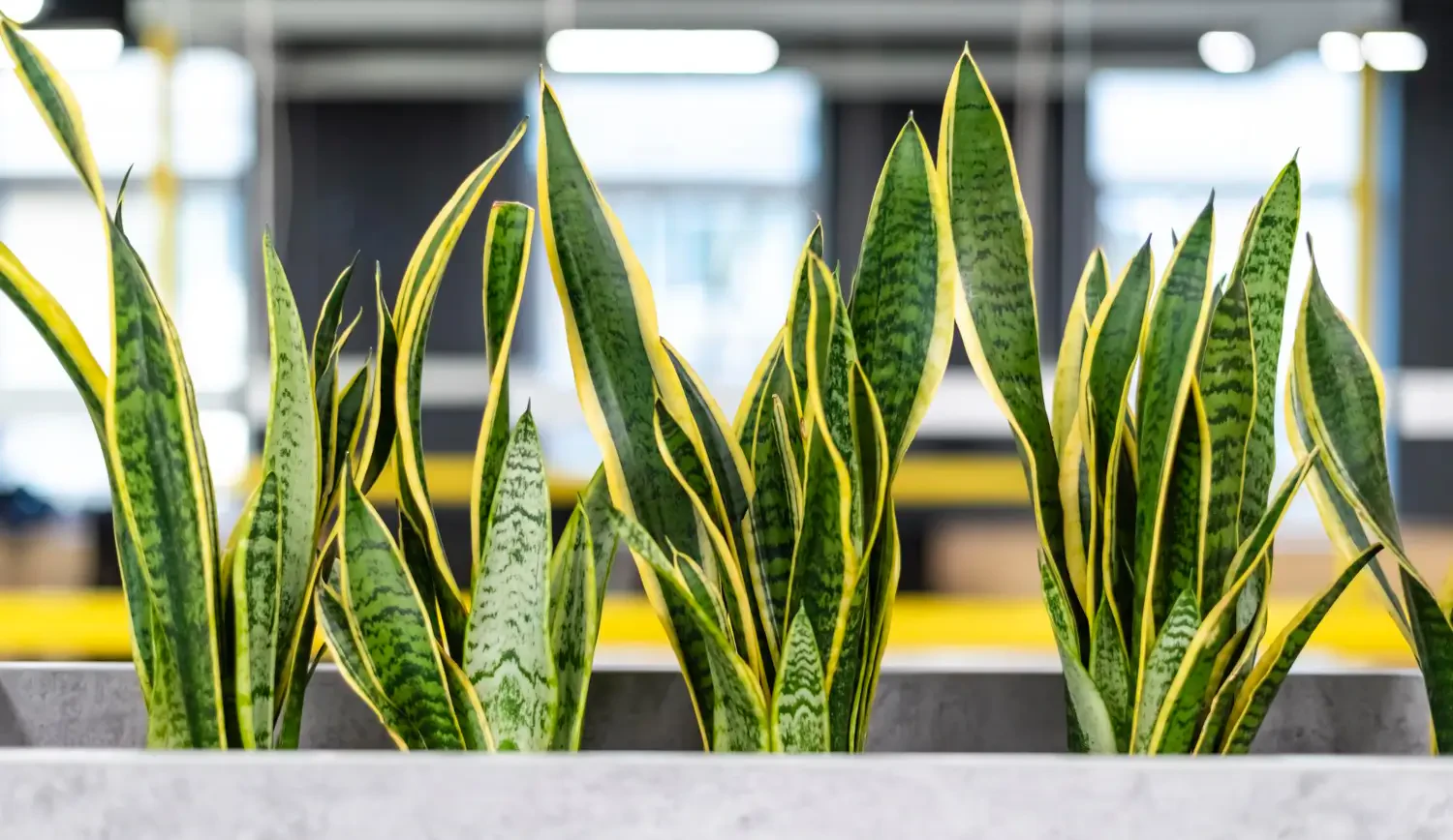 Dracaena trifasciata care: Snake plant essentials