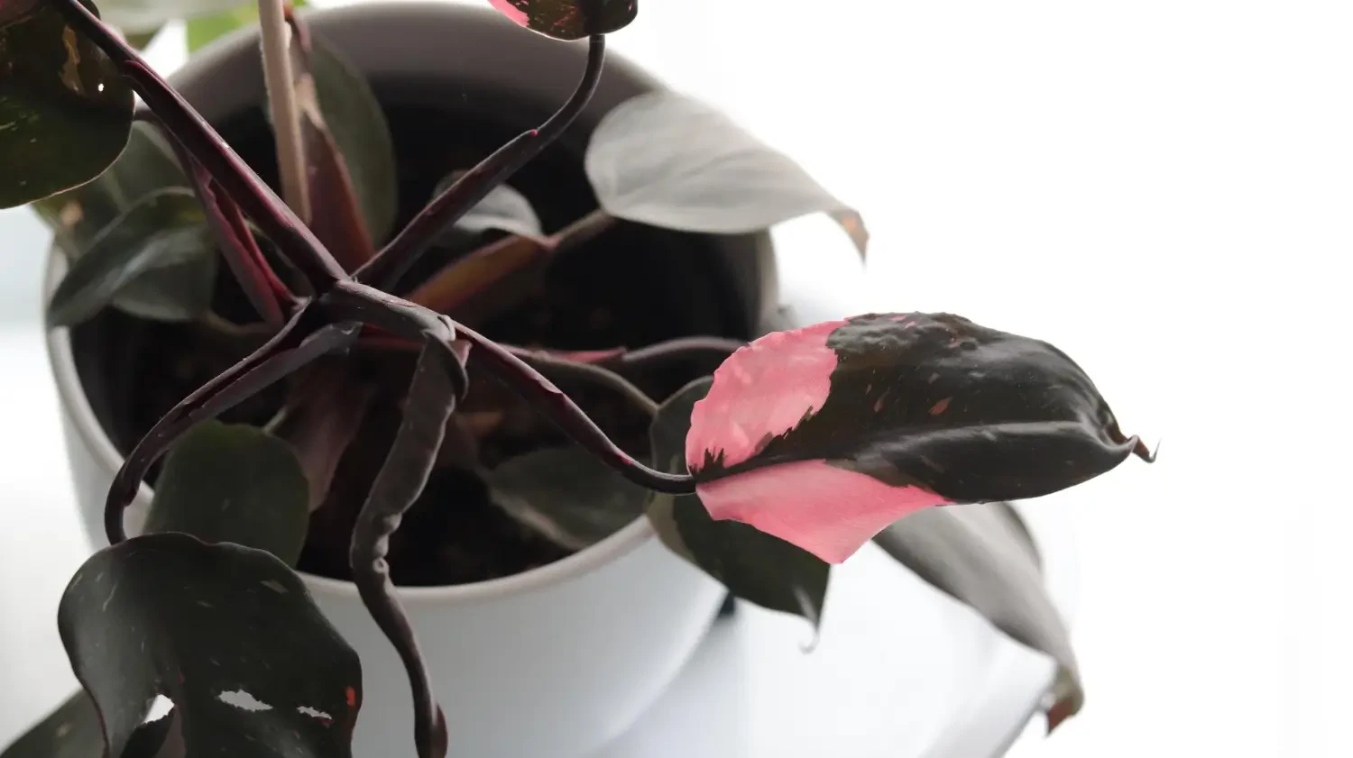 Philodendron pink princess care: Growing a rare beauty