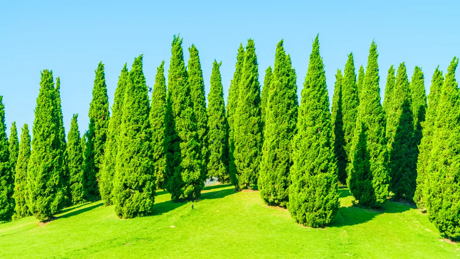 Top privacy trees to create a natural barrier