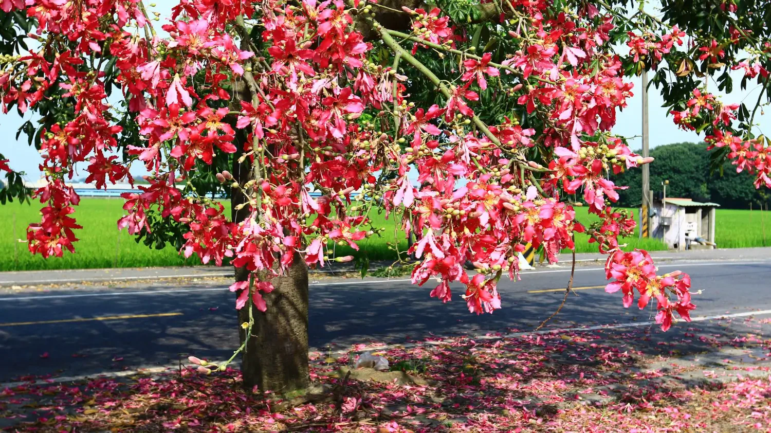 Best flowering trees to add color to your garden