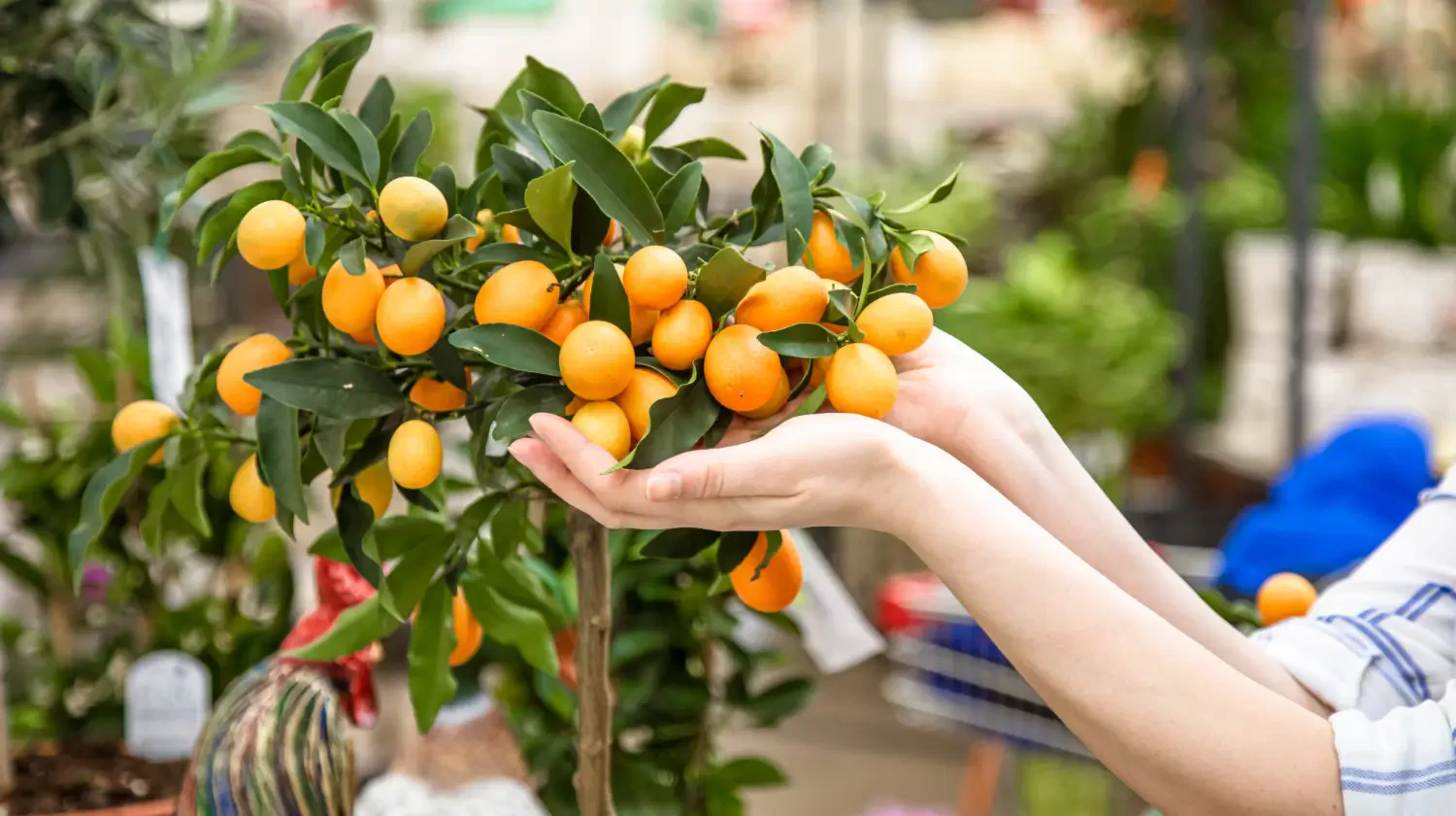 Growing a kumquat tree: A guide to citrus care