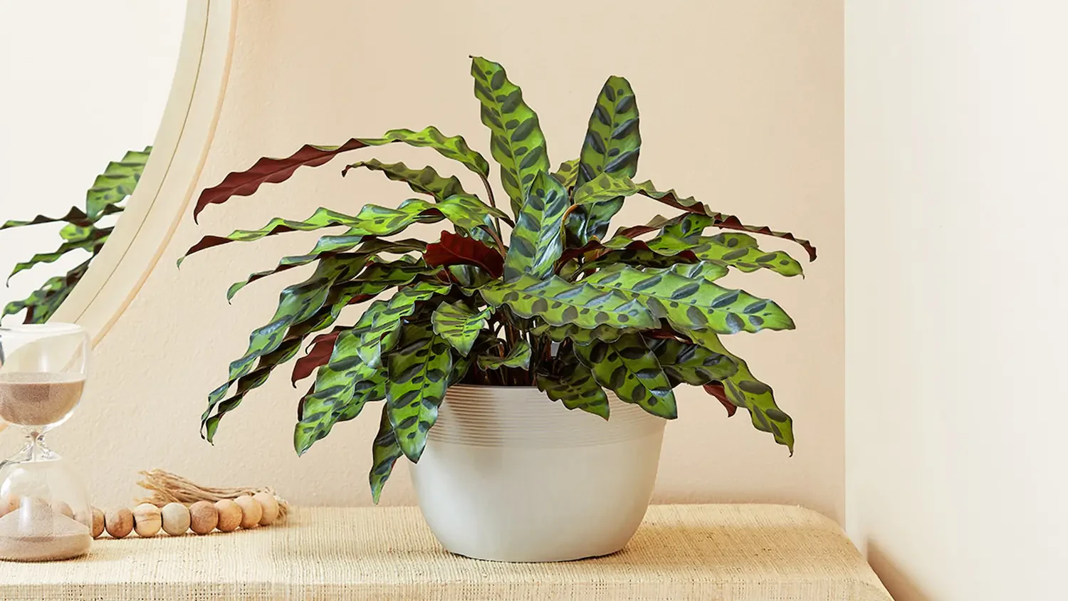 Rattlesnake plant care: Keep your calathea healthy