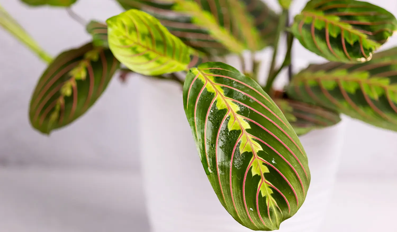 Calathea care guide: How to grow stunning foliage indoors