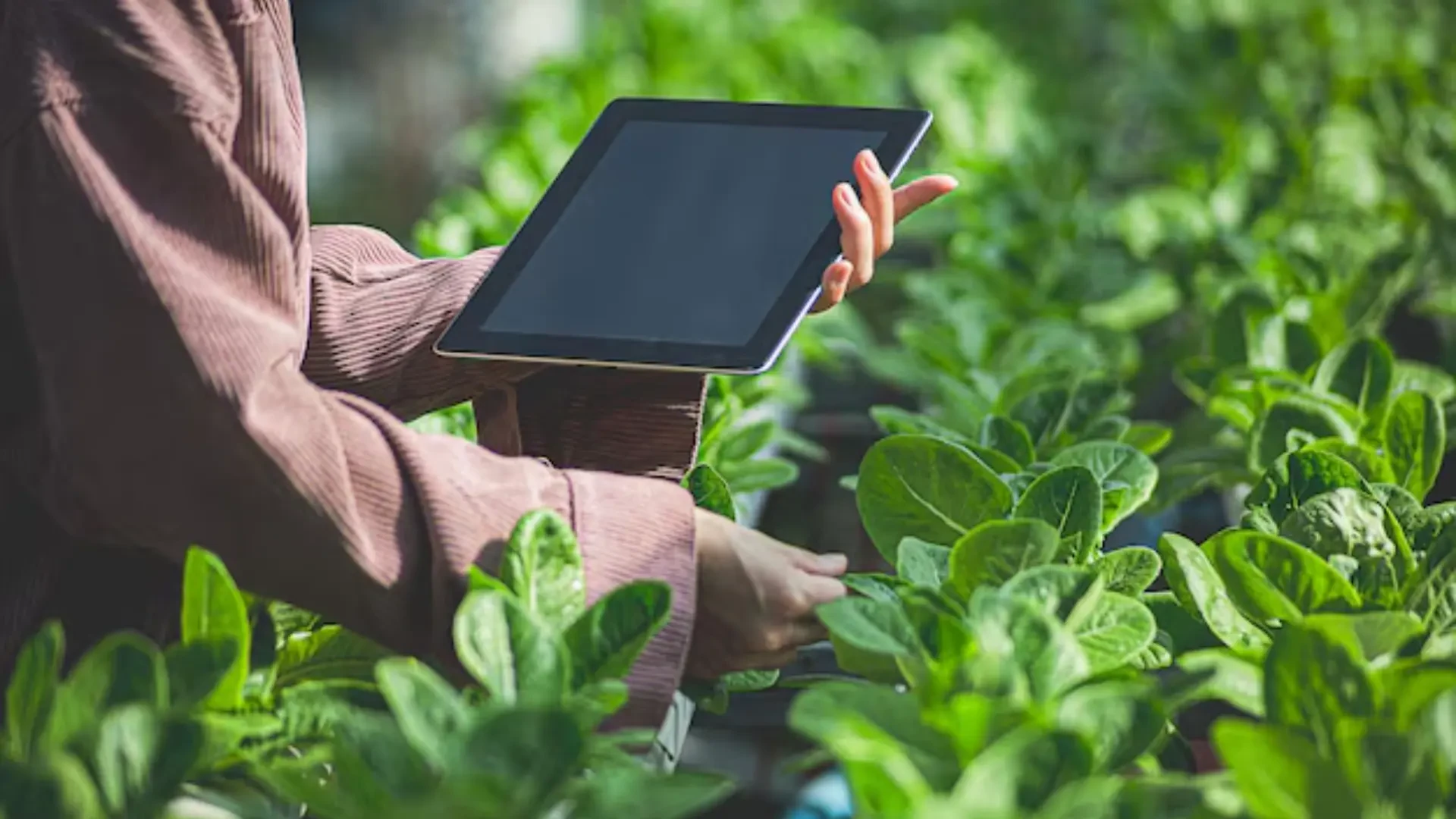 Sustainable Farming Innovations: How Innovative Industries Group, Organic Works, and Nute Nutrients Are Driving Sustainable Growth