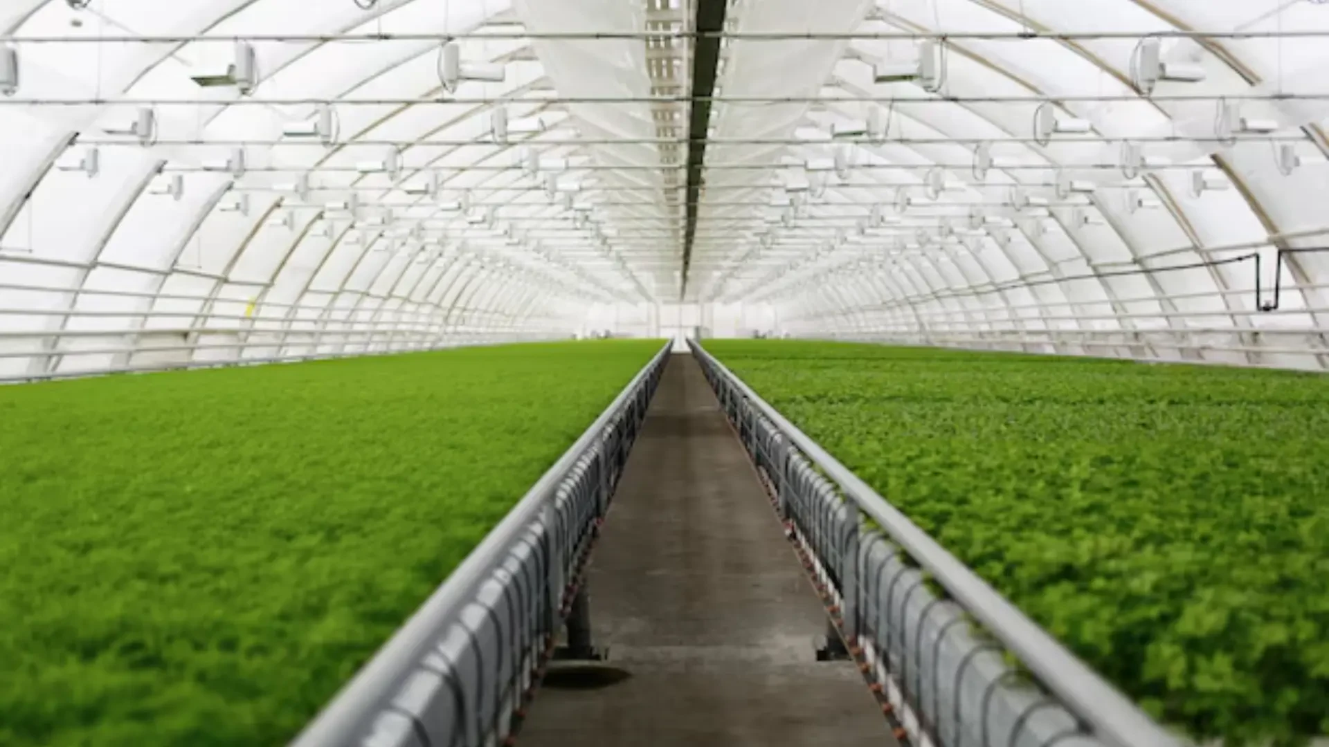 Advanced Greenhouse Systems: Airflow Solutions