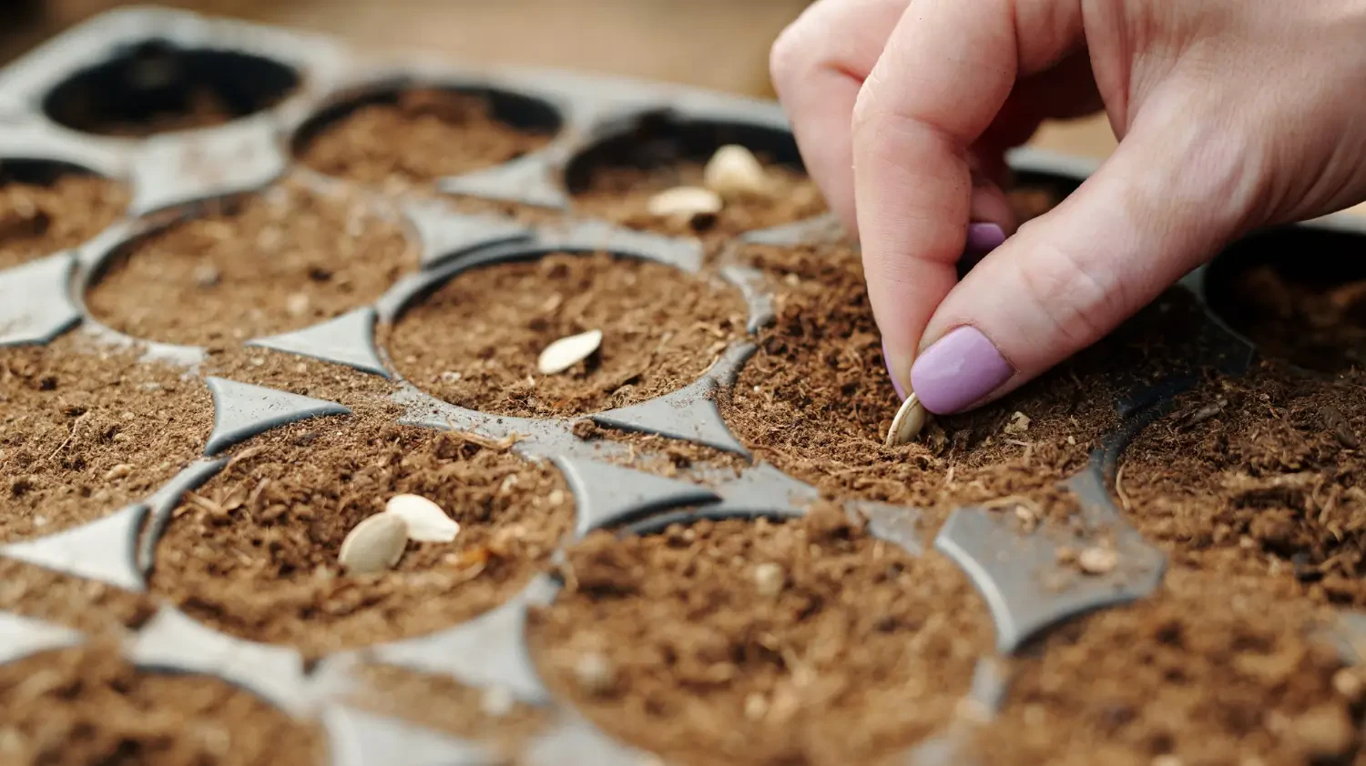 The Ultimate Guide to Seed Propagation: From Germination to Growth