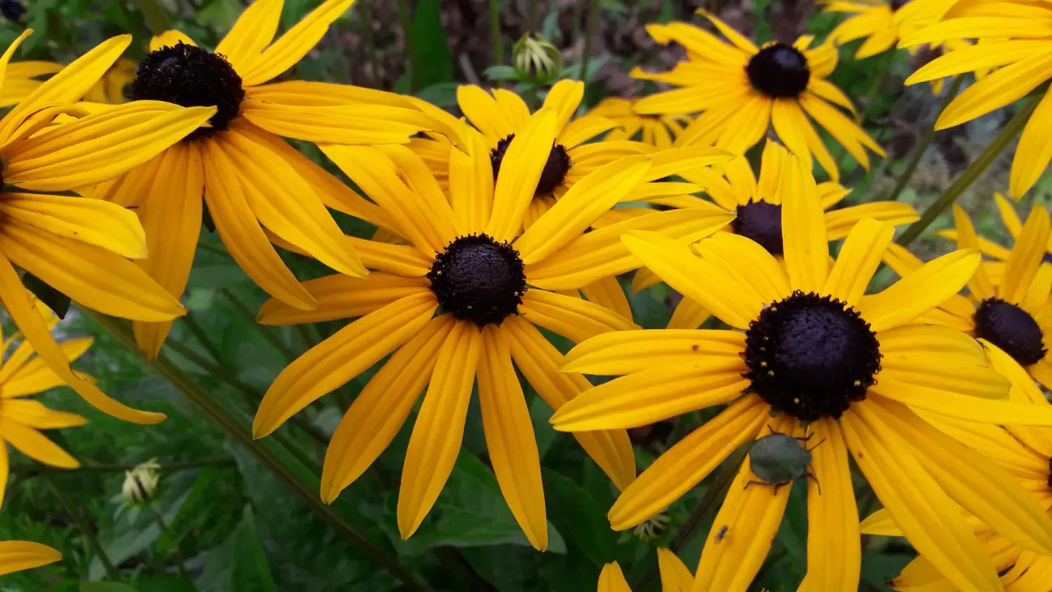 Black-Eyed Susan: Vibrant Beauty for Your Garden  