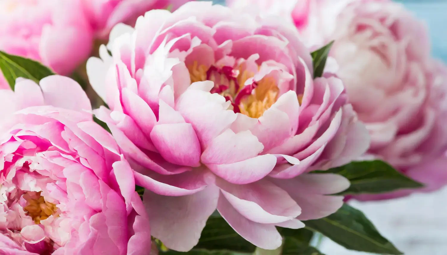 Peonies: A guide to growing these timeless perennials
