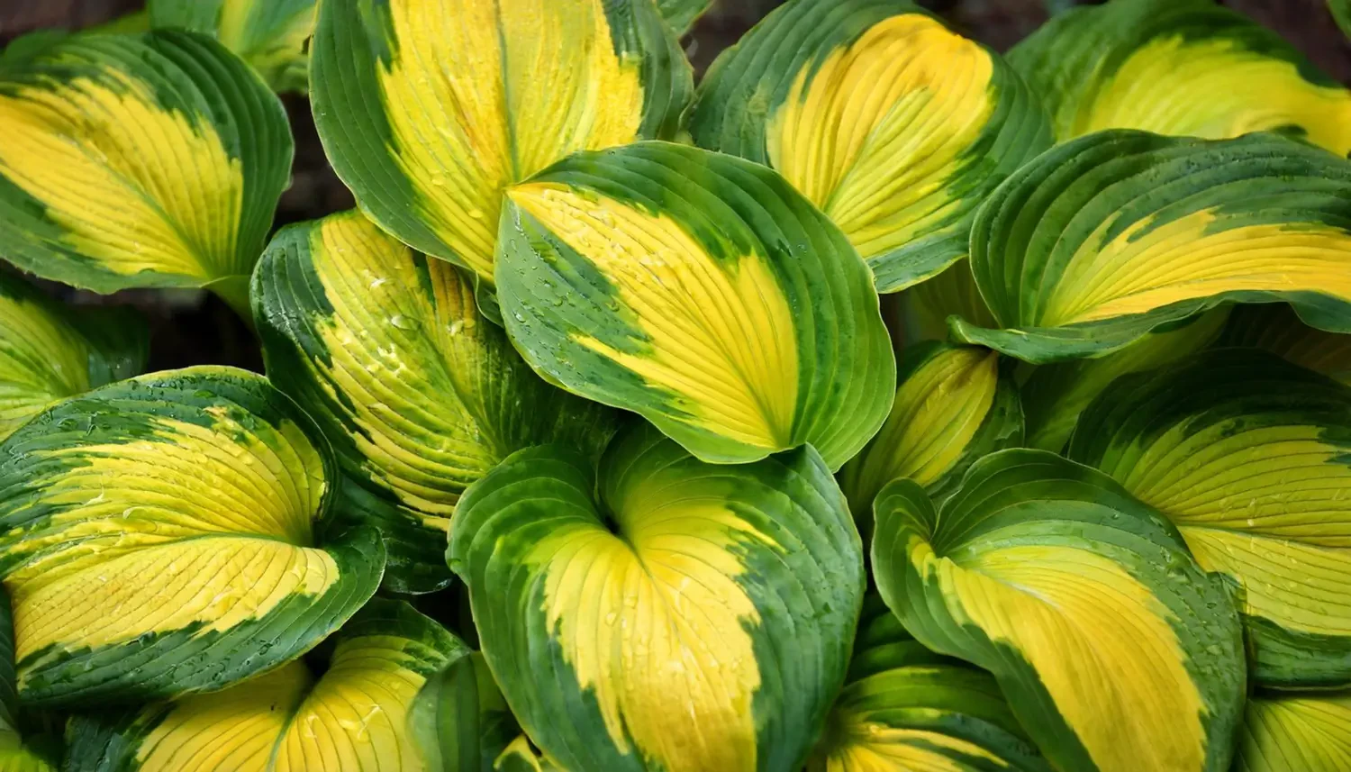 Hostas: Low-Maintenance Elegance for Shaded Gardens