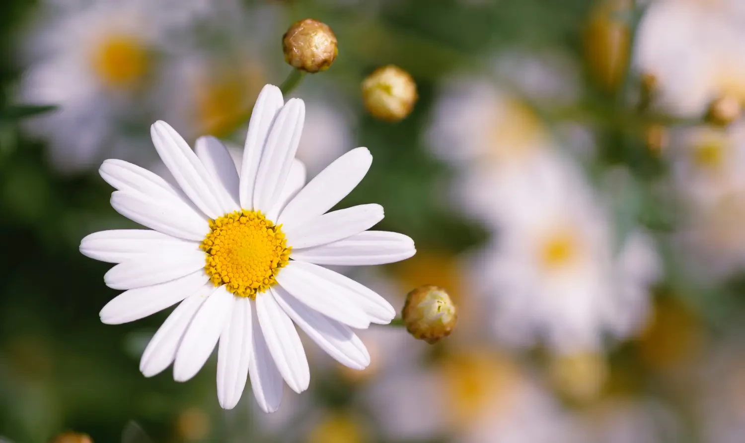 Shasta daisy: A simple guide to growing these bright blooms
