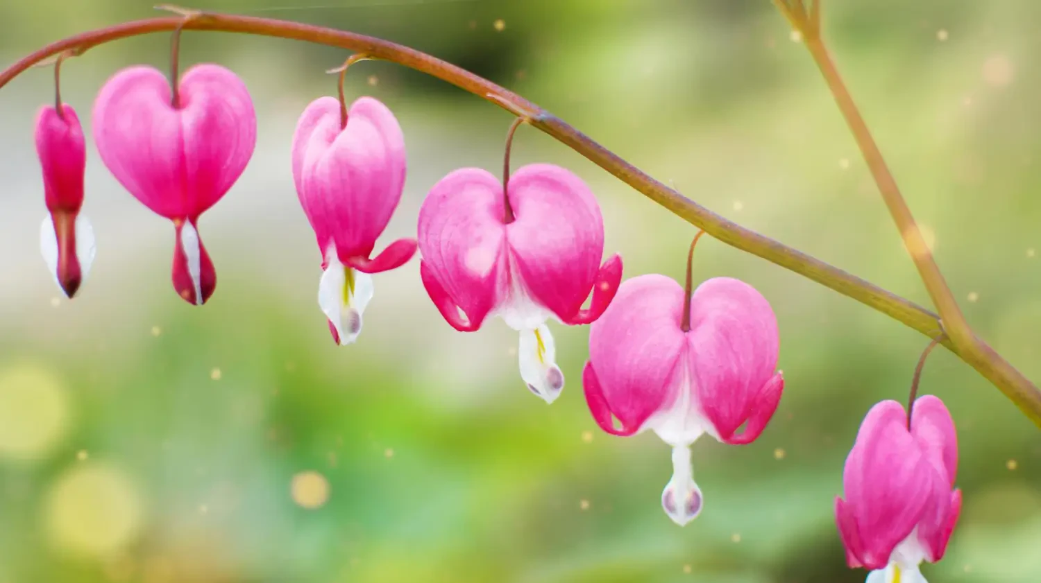 Bleeding heart: Add unique beauty to your garden