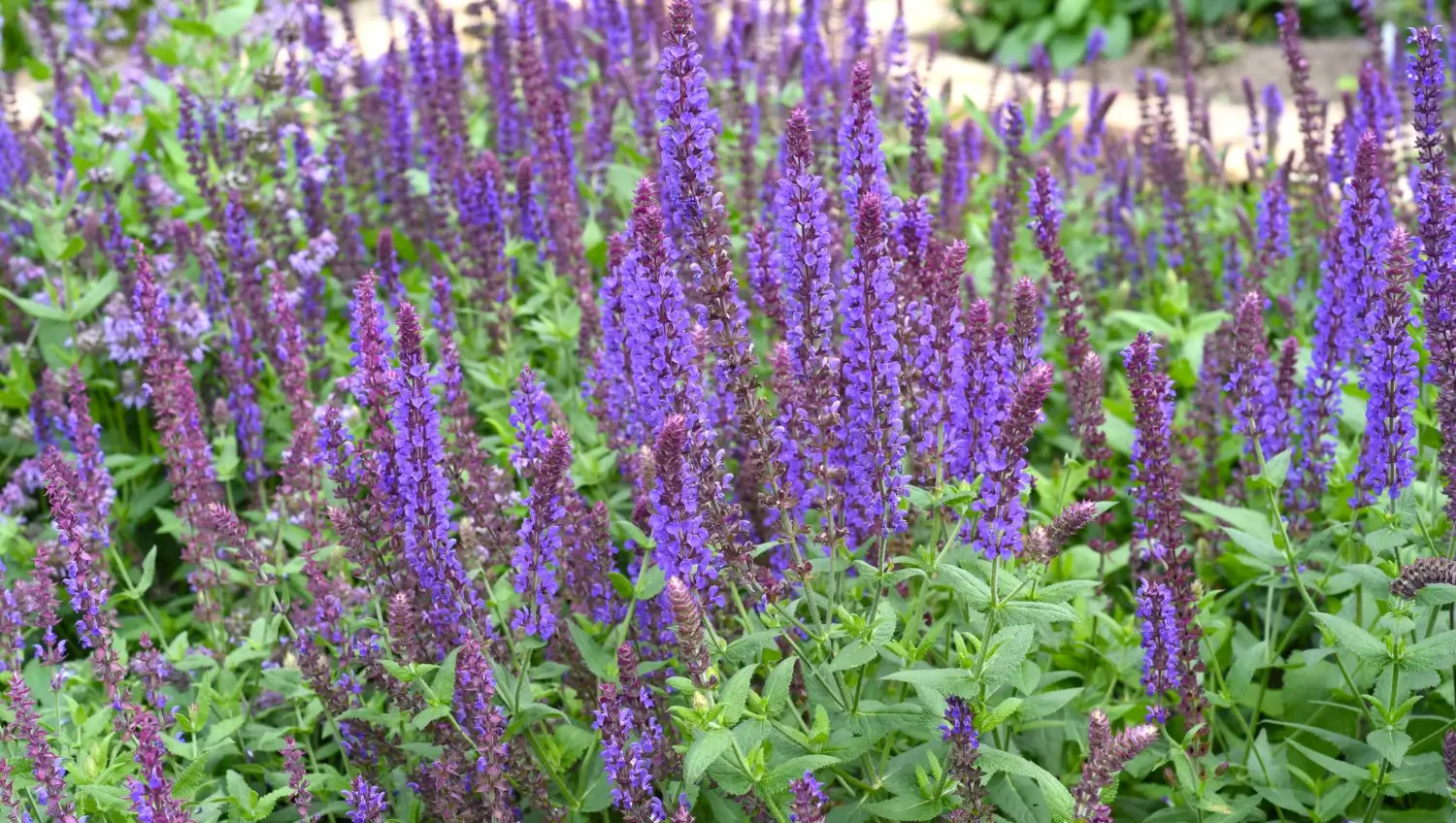 Salvia: The Perennial that attracts pollinators