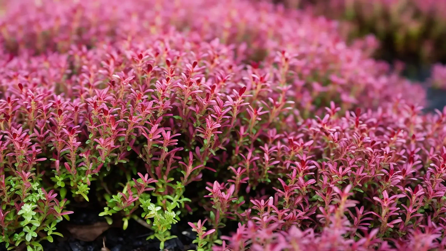 Creeping Thyme: A groundcover with color and fragrance