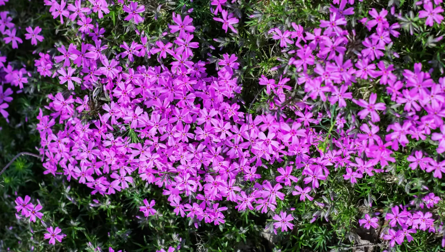Creeping phlox: A vibrant groundcover for your garden