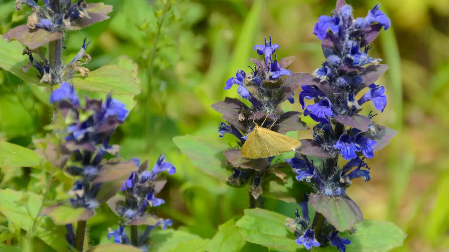 Ajuga (Bugleweed): A Hardy Perennial for Shade and Sun  