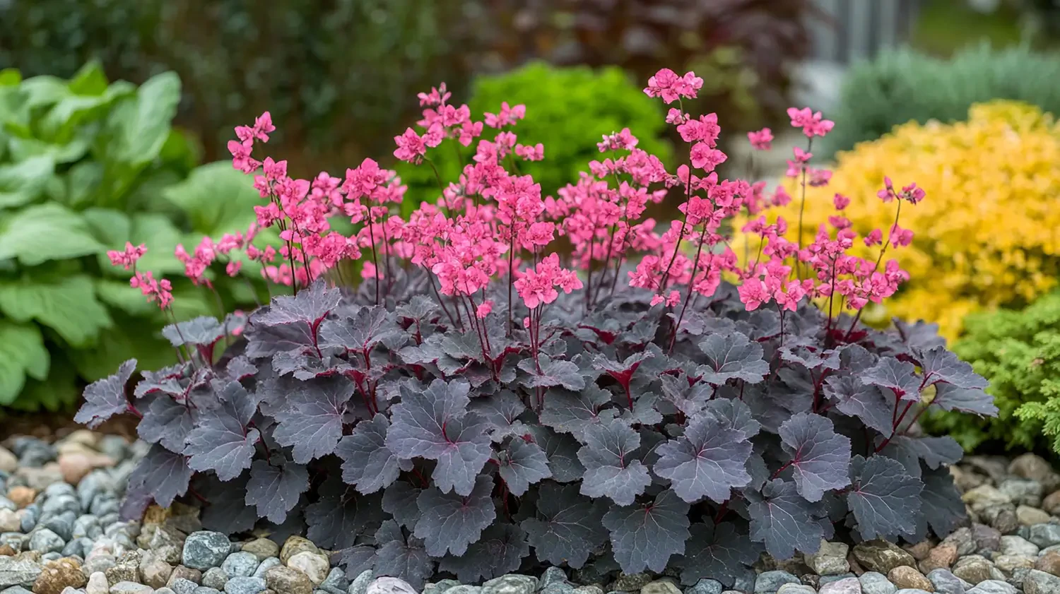 Heuchera (Coral Bells): Colorful foliage for every garden
