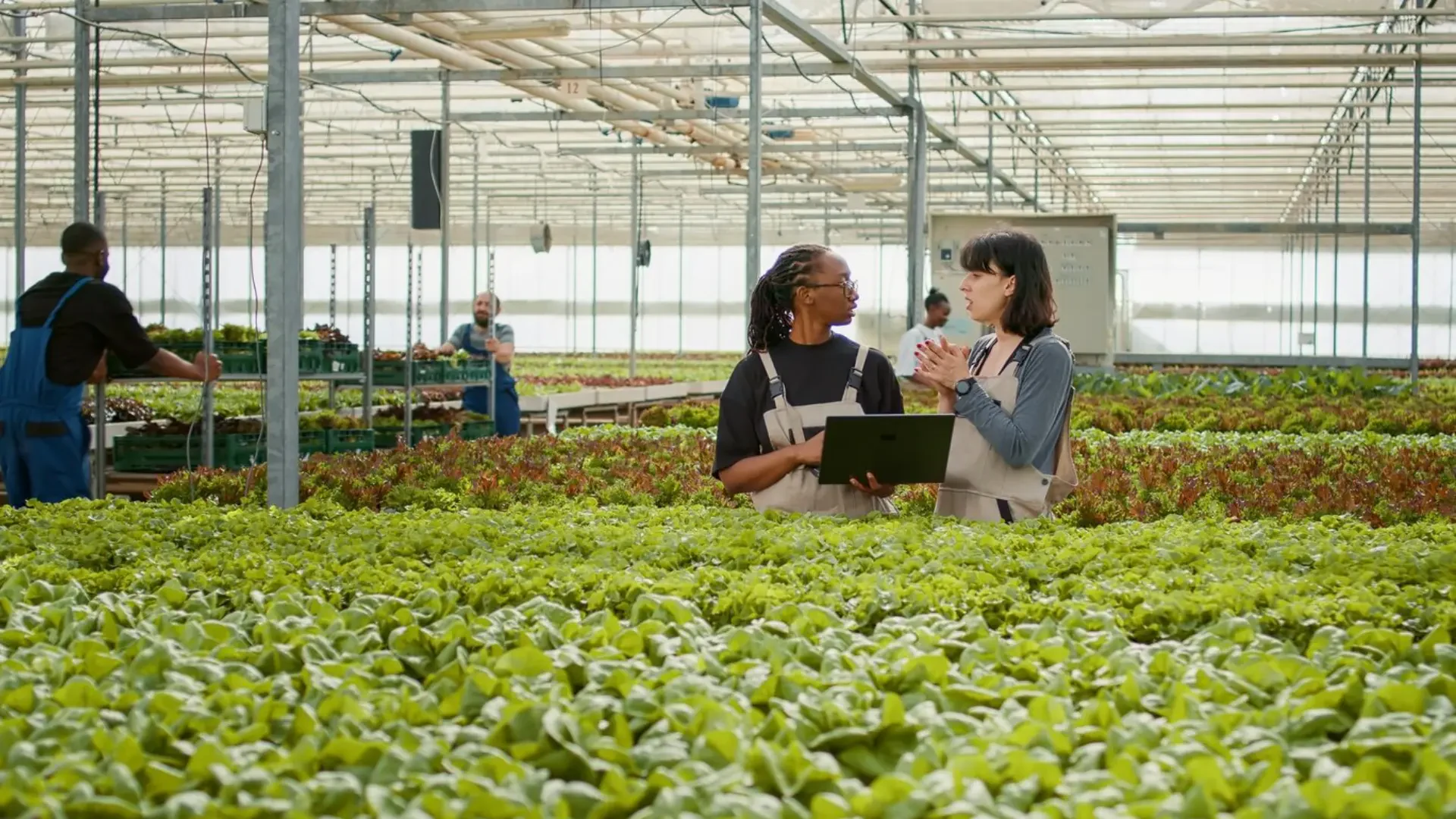 Optimizing greenhouse environments with advanced airflow solutions