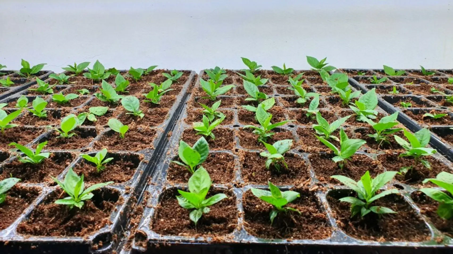 Building The Future Of Farming With Durable Materials And Nutrient Solutions