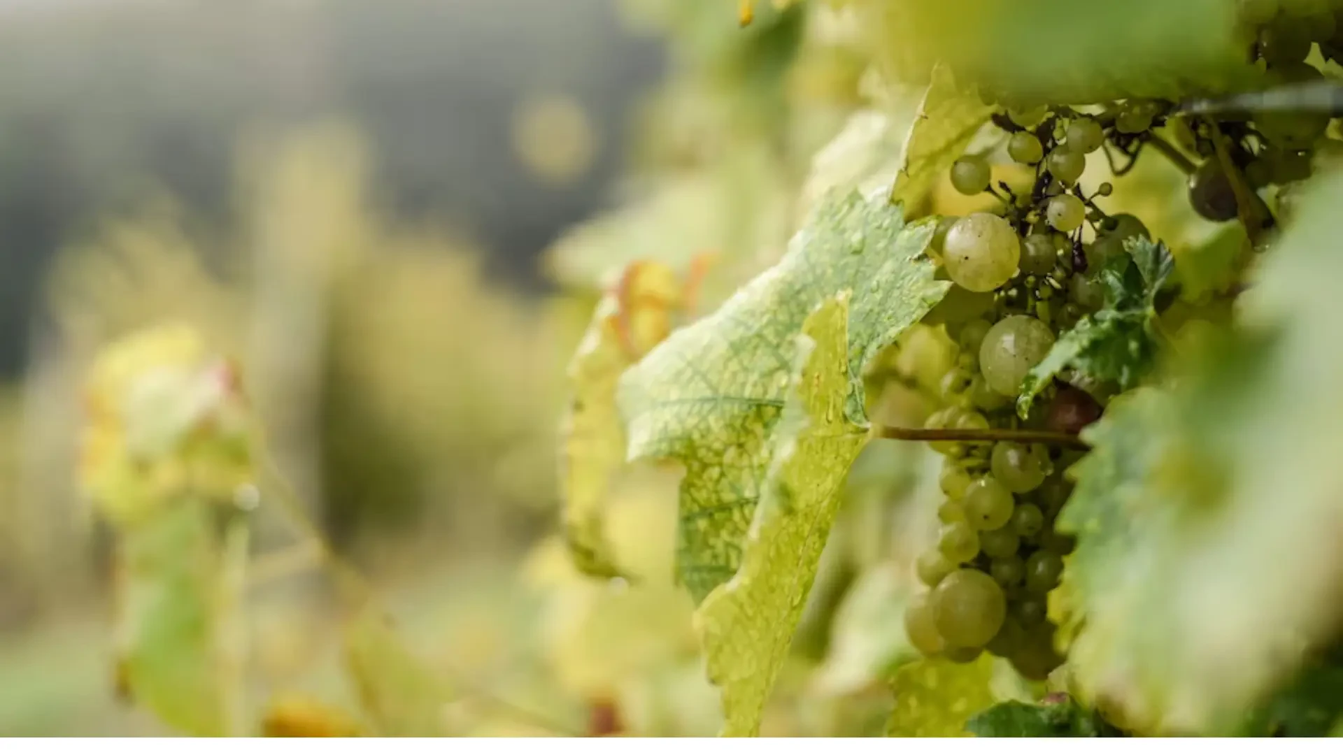 Optimizing Vineyard Production with Innovative Tools and Environmental Control