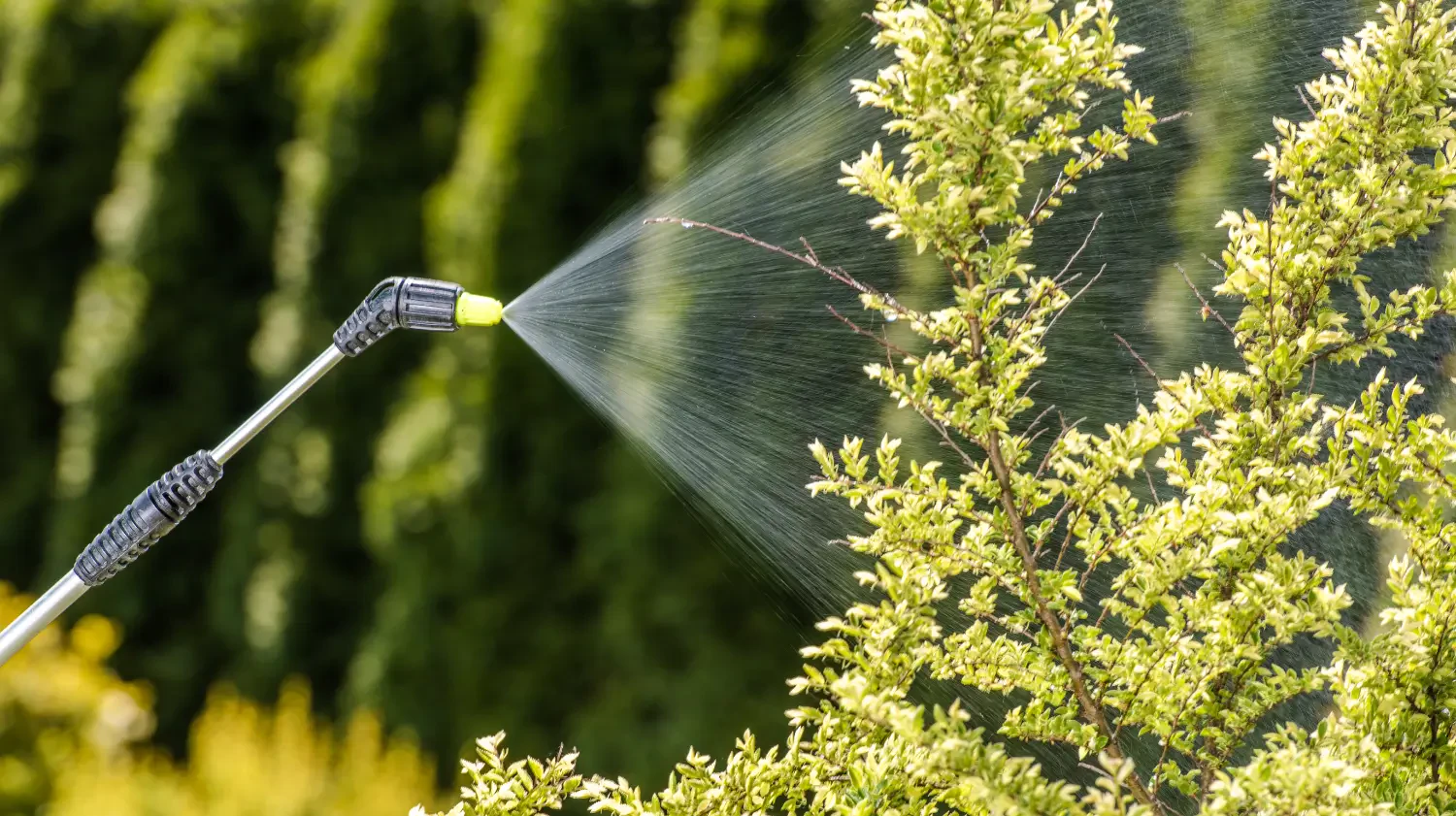Prodiamine: The ultimate pre-emergent herbicide for weed control