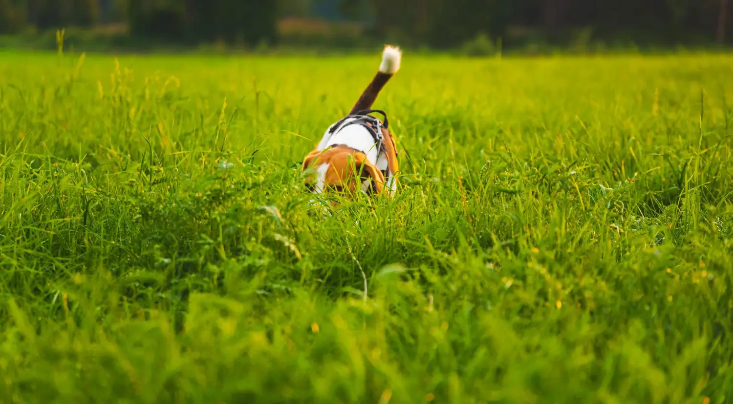 Best pet-safe weed killers for a chemical-free lawn