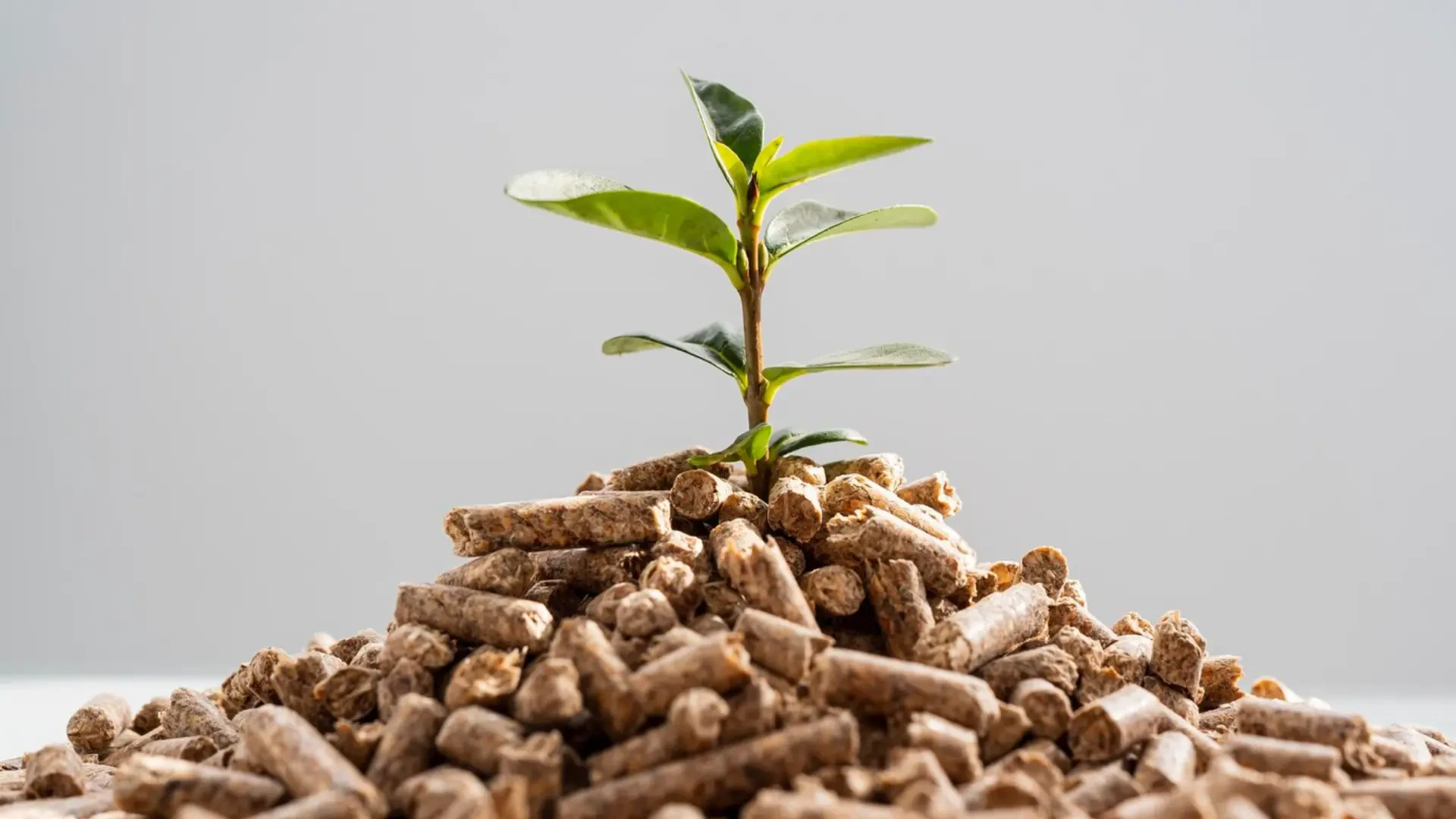 Enhancing Crop Health Naturally with Advanced Fertilization Solutions